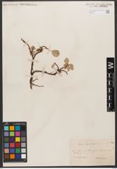 Foto von Salix reticulata L.